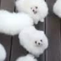 辟眼派對