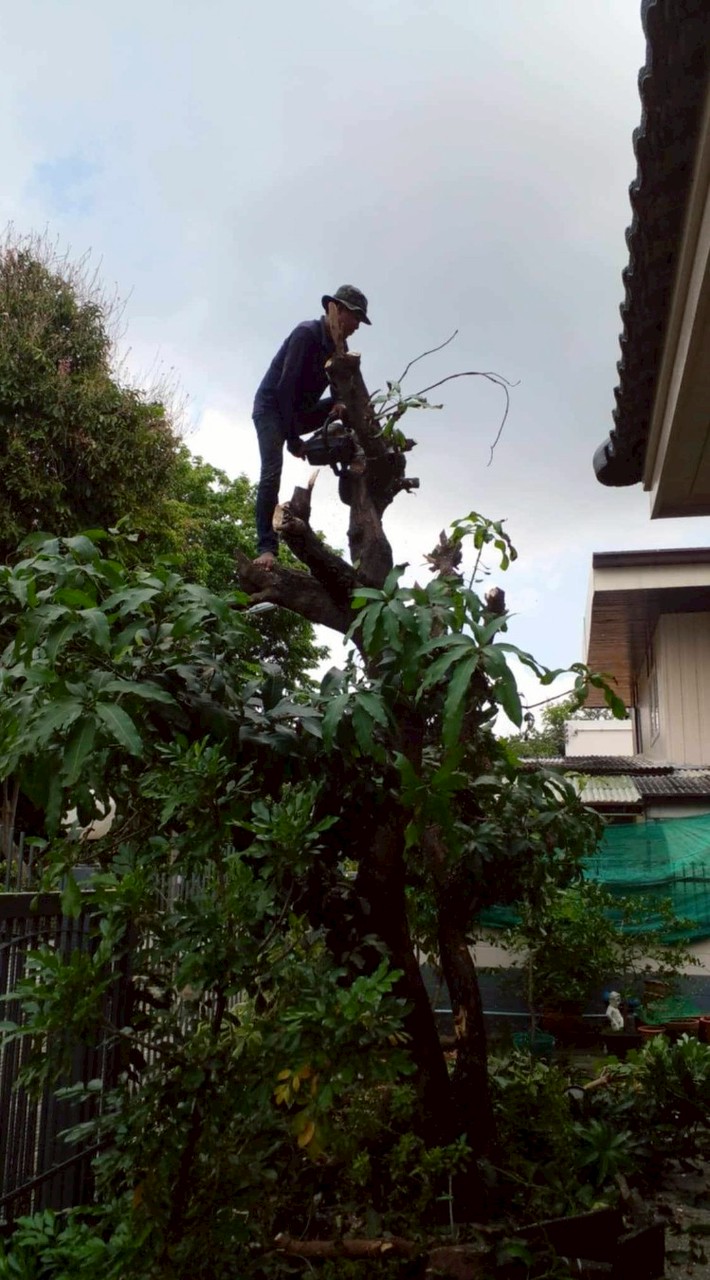 กลุ่มคนตัด🌲ไม้ทุกชนิด
