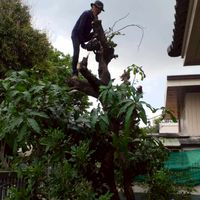 กลุ่มคนตัด🌲ไม้ทุกชนิด