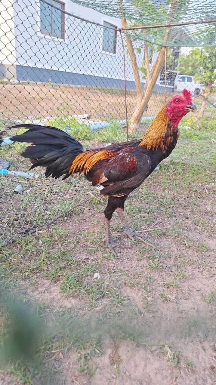 ไก่ชน ส.ซุปเปอร์ทรัพย์