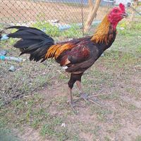 ไก่ชน ส.ซุปเปอร์ทรัพย์