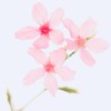 癒しの四季写真。《写真投稿 風景 スマホ カメラ AI》