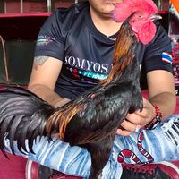 ฉัตรชัย สายเลือดเงินล้านพี่น้องจับต้องได้