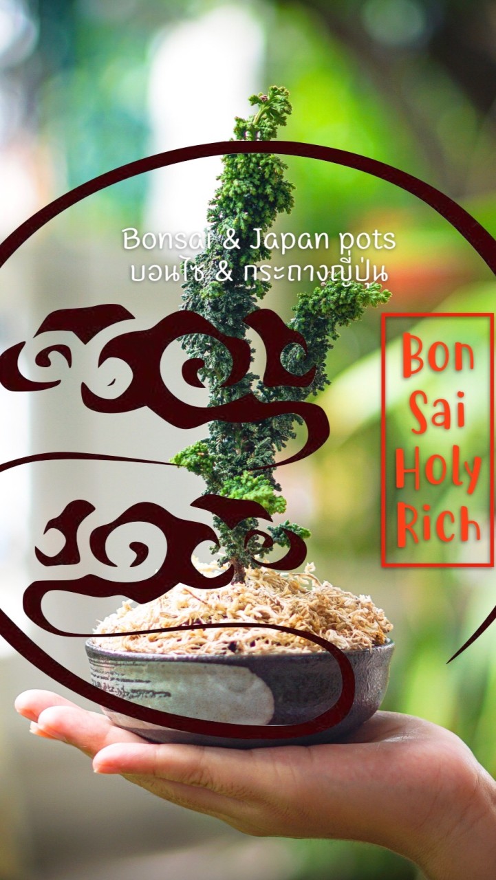บอนไซญี่ปุ่น.Holy Rich
