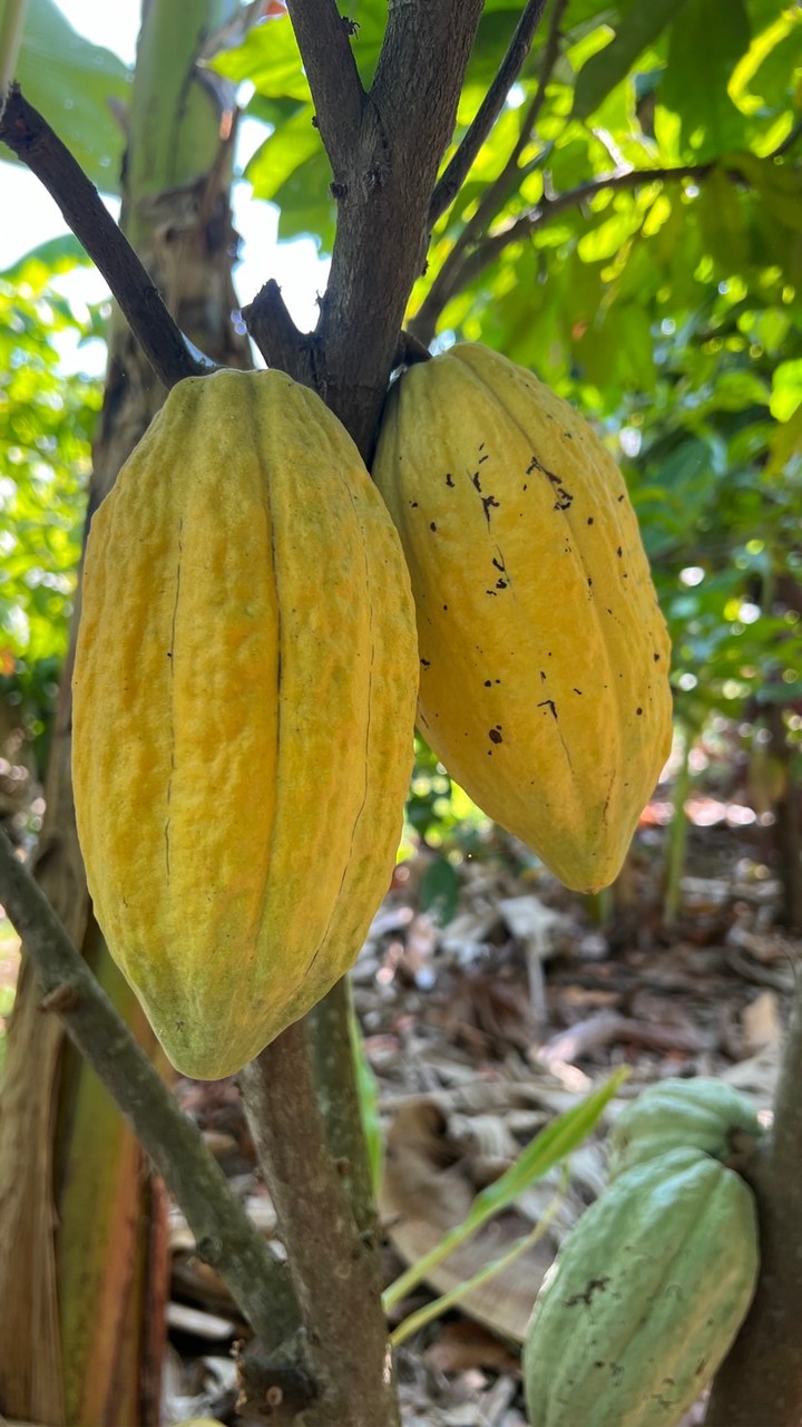 IS Thai Cacao