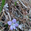 見つけた植物投稿会