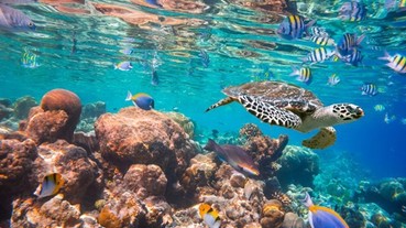 去斐濟潛水還能跟鯊魚玩！5 個絕美海底天堂