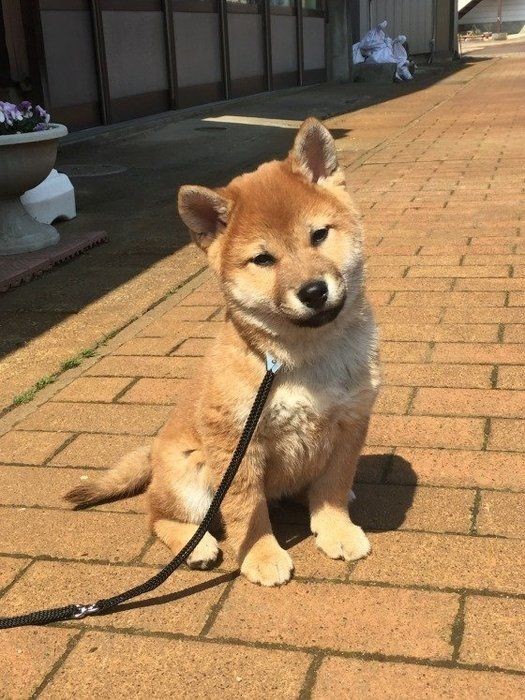 犬が首をかしげるキュートな画像 しぐさの理由も解説