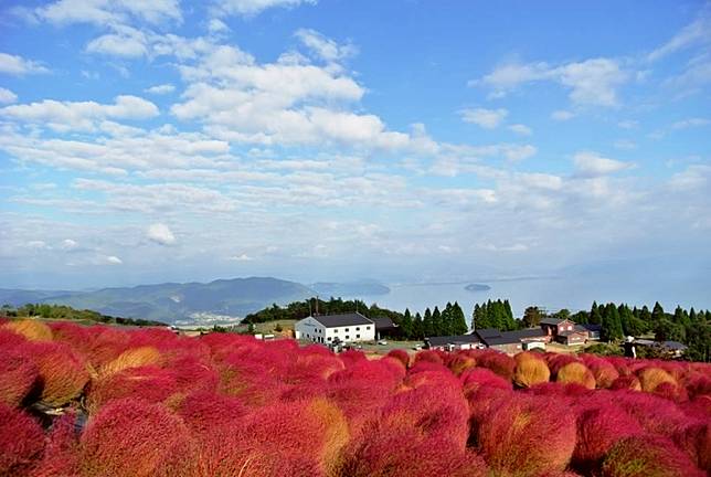 10月限定 秋天遊日必賞掃帚草5大打卡地 Gotrip Line Today