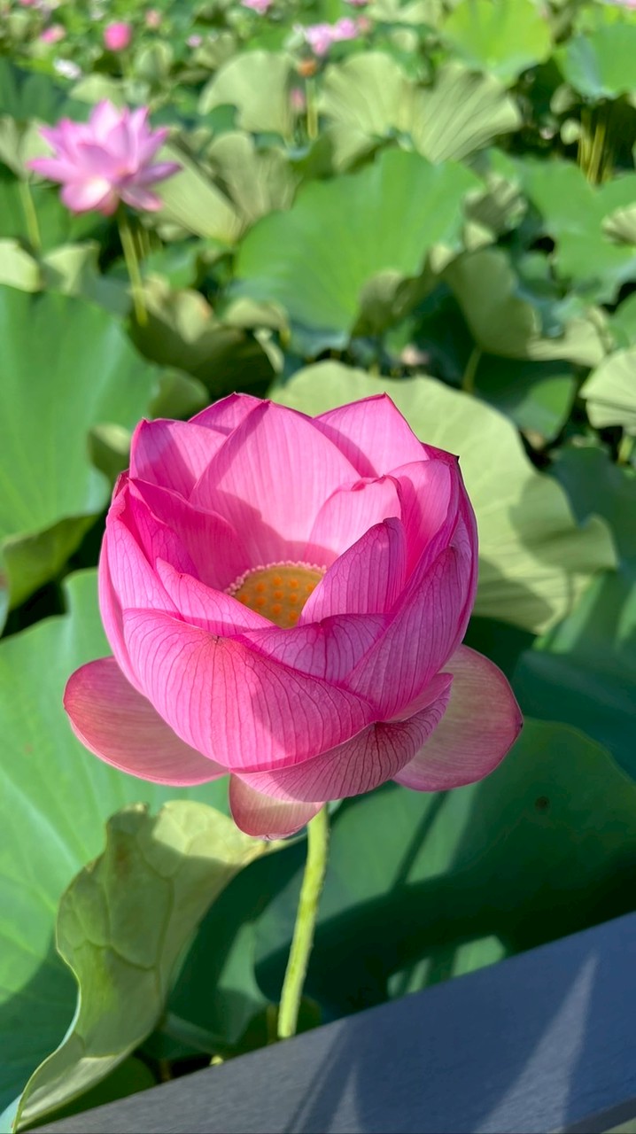 【水曜日】プロ講座2026.4〜