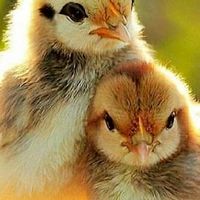 ประกบไก่ชน(ช่วงโคคิด) ViP เท่านั้น
