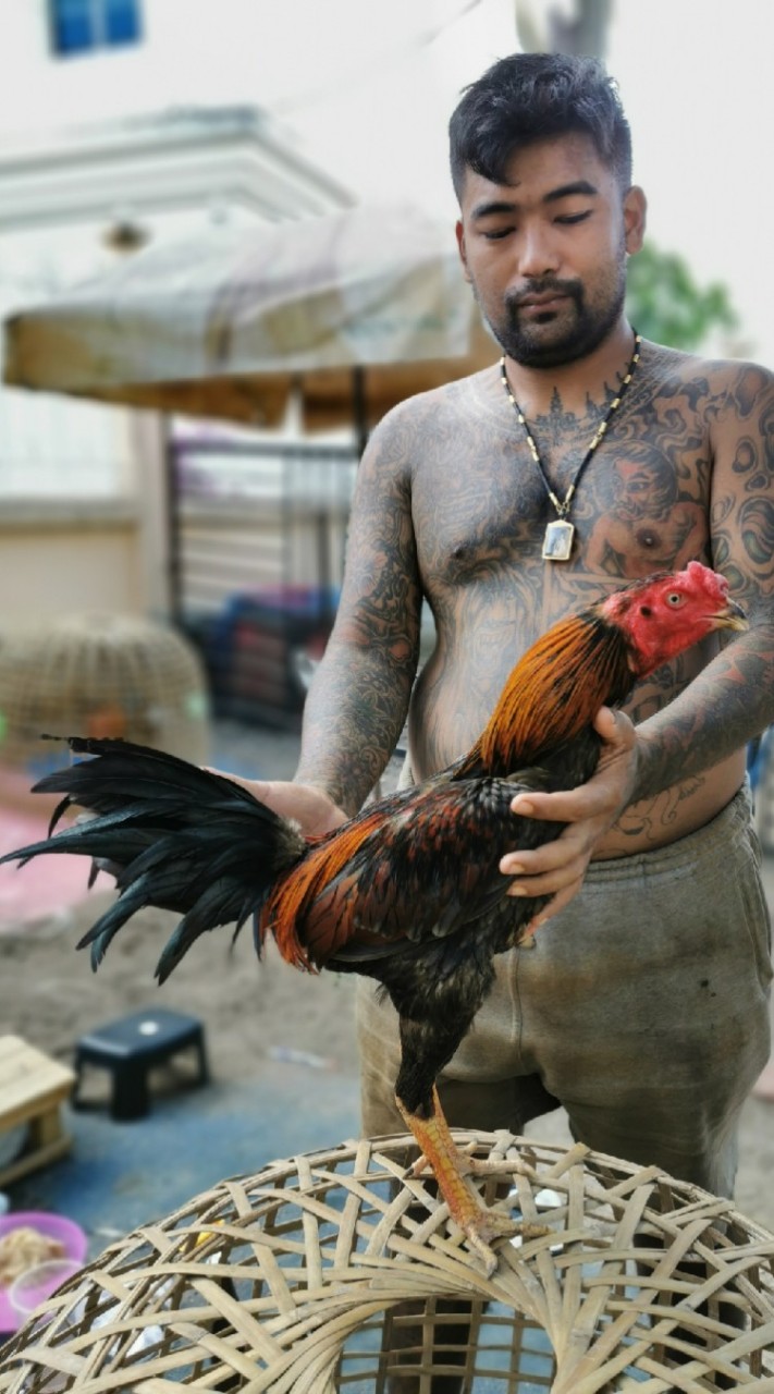 ซื้อขายไก่ชนพม่าแข้งคม
