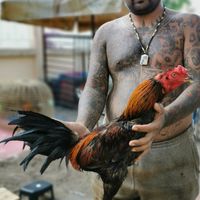 ซื้อขายไก่ชนพม่าแข้งคม
