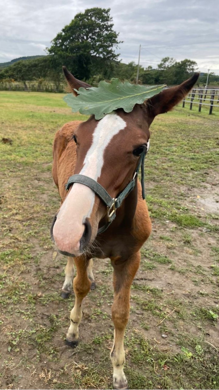 俺達は俺達なりに楽しむ🐴のオープンチャット