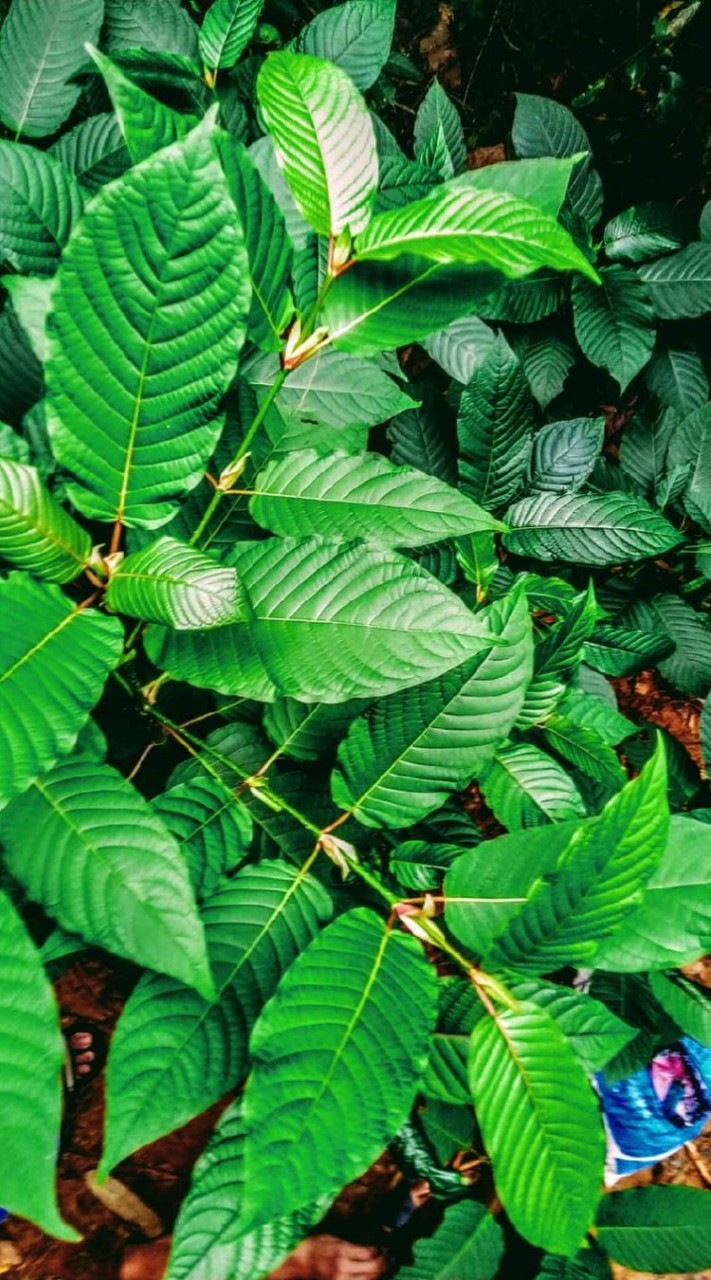 ( กลุ่ม รับออเดอร์ ใบ ⚡KRATOM🍃 )