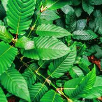 ( กลุ่ม รับออเดอร์ ใบ ⚡KRATOM🍃 )
