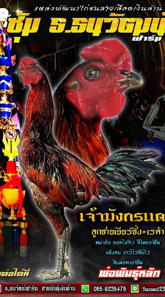 ซื้อขายแลกเปลี่ยนไก่ชนสายเงินล้าน