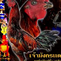 ซื้อขายแลกเปลี่ยนไก่ชนสายเงินล้าน