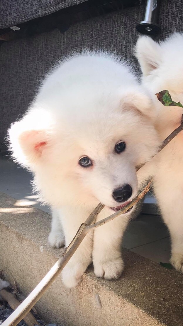 Samoyed ซามอยด์คลับ