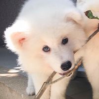 Samoyed ซามอยด์คลับ