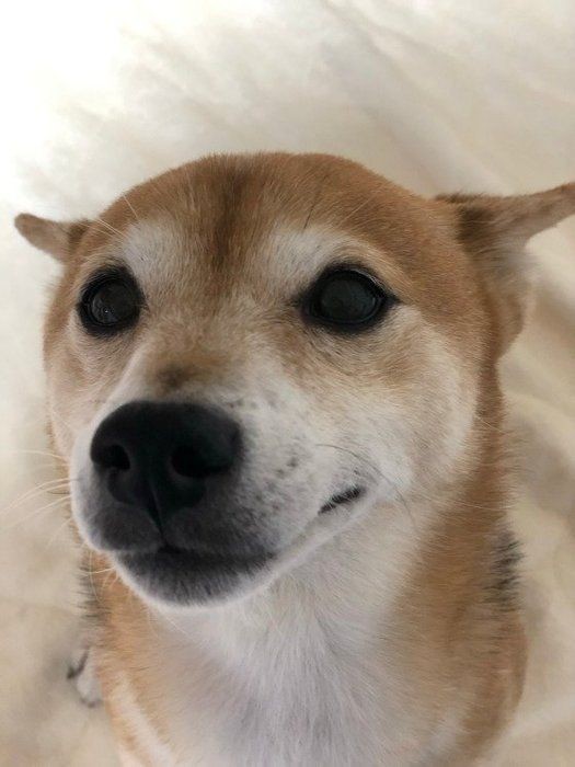 愛犬がストーブの前から離れない これって大丈夫