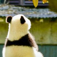 巴黎世家
