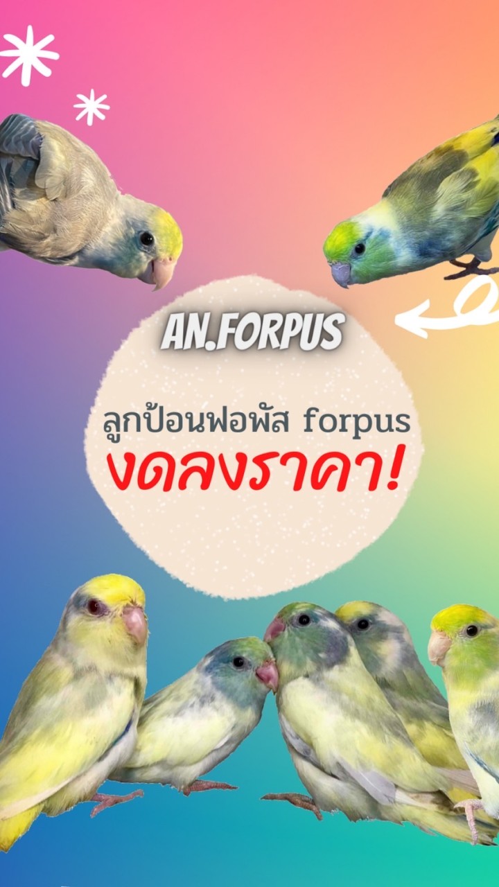 ลูกป้อนฟอพัส forpusのオープンチャット