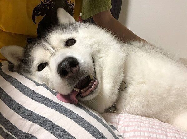 気持ちが顔に出すぎちゃう シルビアちゃんは我が子のようで癒しの存在