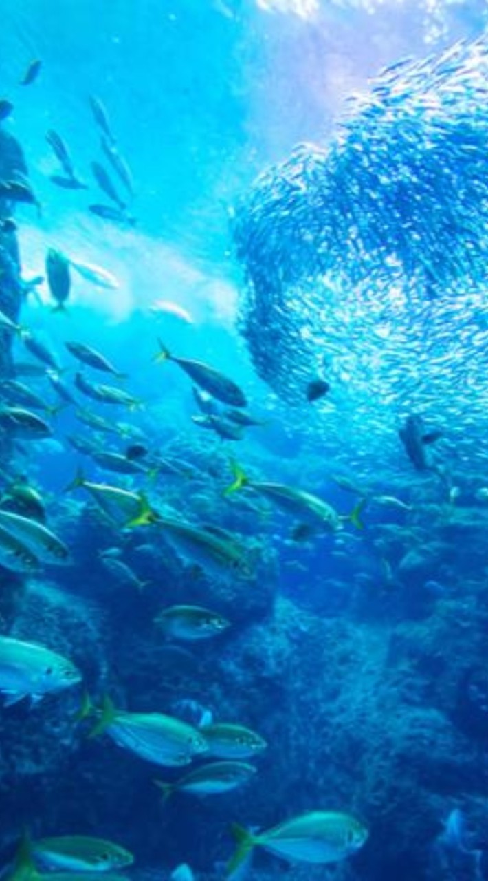 新𓆛𓆜伝説の魚団体𓆡𓆜𓆛 𓆞