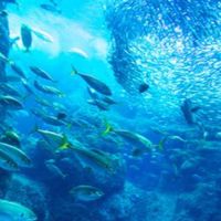 新𓆛𓆜伝説の魚団体𓆡𓆜𓆛 𓆞