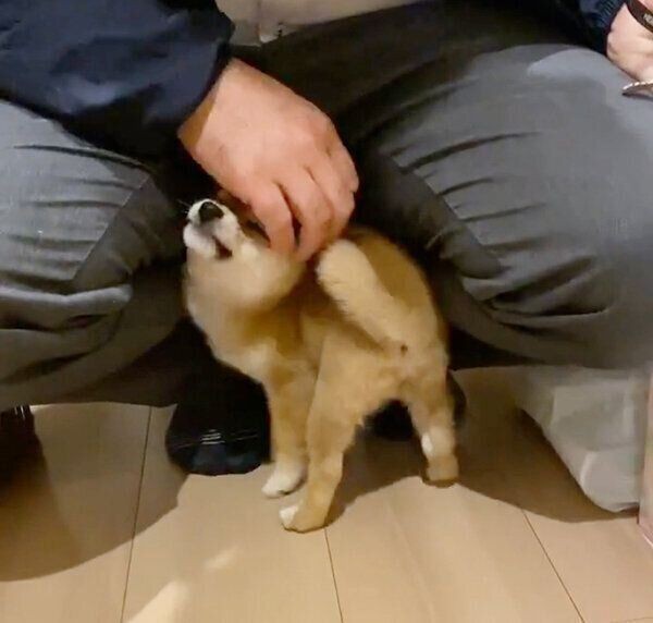 人にピタッとひっつく犬たち ひっつきたい理由がかわいすぎる