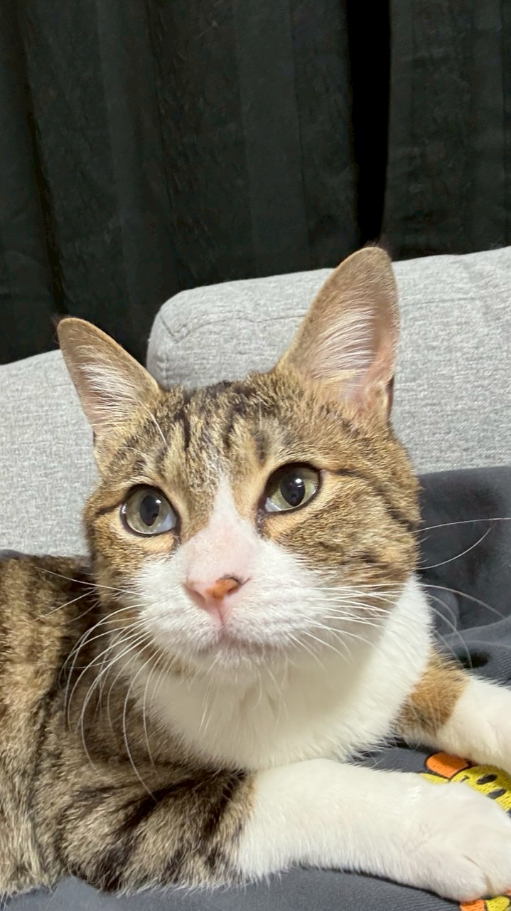 4匹の猫飼いひびき