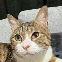 4匹の猫飼いひびき