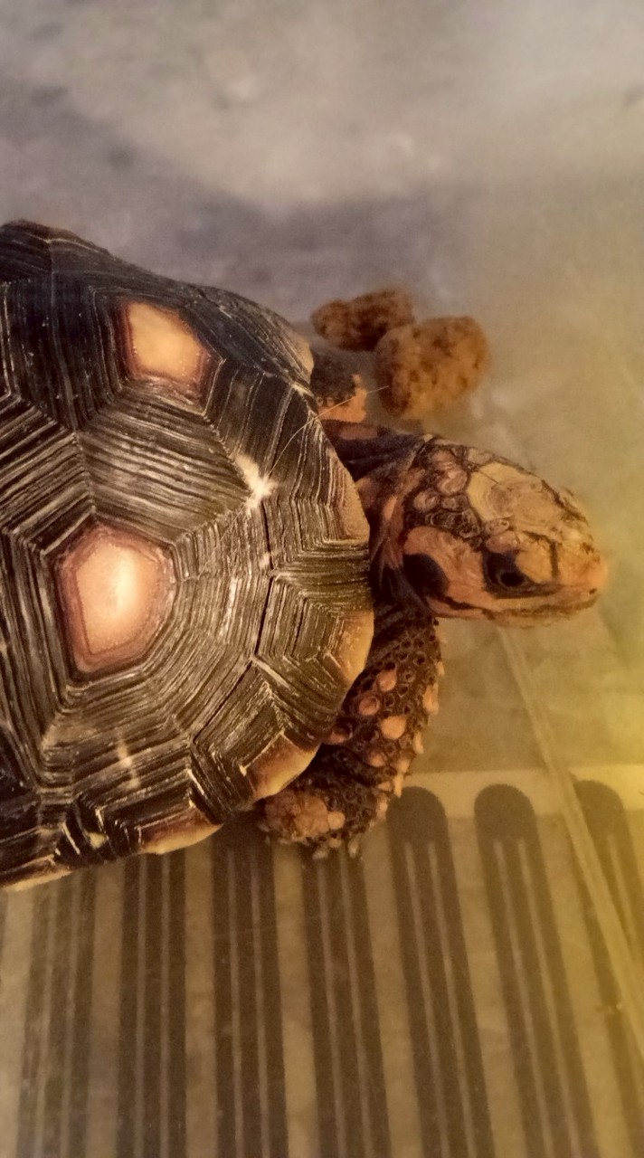 紅腿陸龜玩家飼養交流