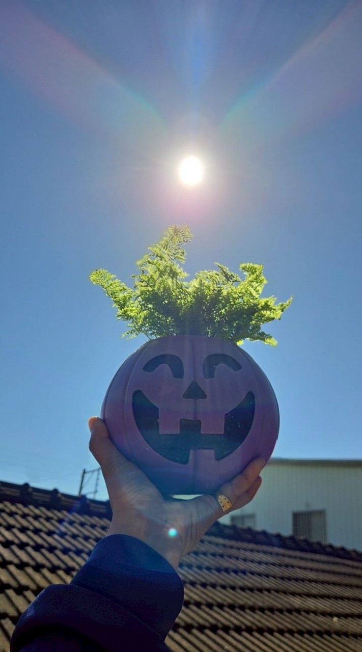 植蕨有緣