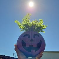 植蕨有緣