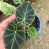 買“花”看“緣”份😁