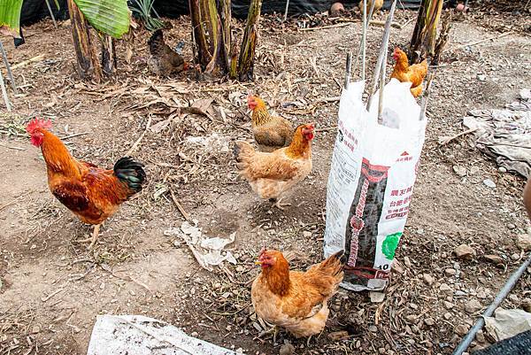 【日月潭一日遊】南投頭社活盆地農村美食餐桌與休閒農場-體驗不一樣的在地食材美味佳餚與獨特河道獨木舟體驗