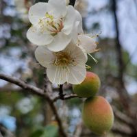 梅大梅小921家聚（宜蘭）