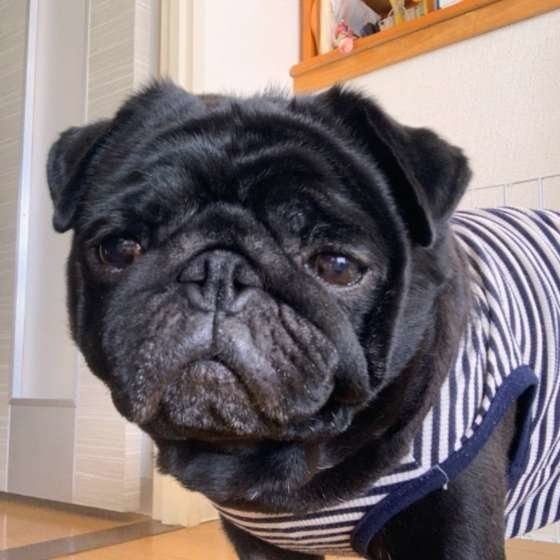 犬が老いるとしなくなる行動 見ための意外な変化とは いぬのきもちnews
