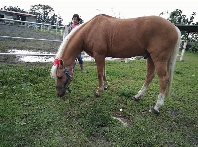 圖片來源：FB @大洲馬場