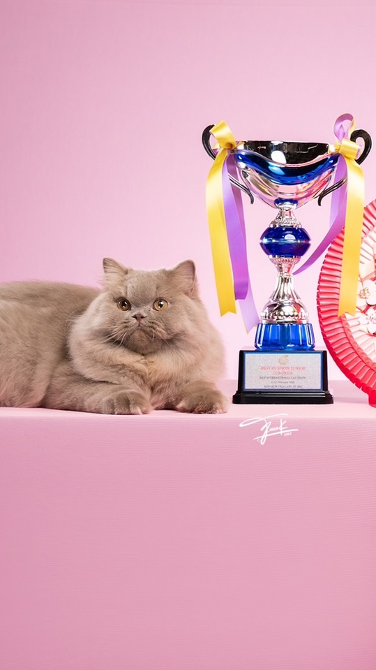 Captain Paw Cattery