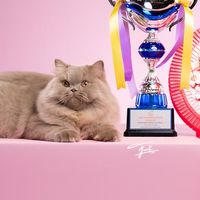 Captain Paw Cattery