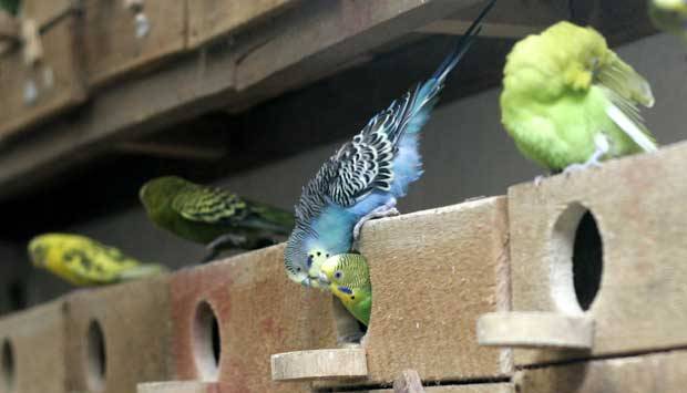 Burung Lovebird Ini Sempat Minta Ditukar Dengan Mobil Alphard