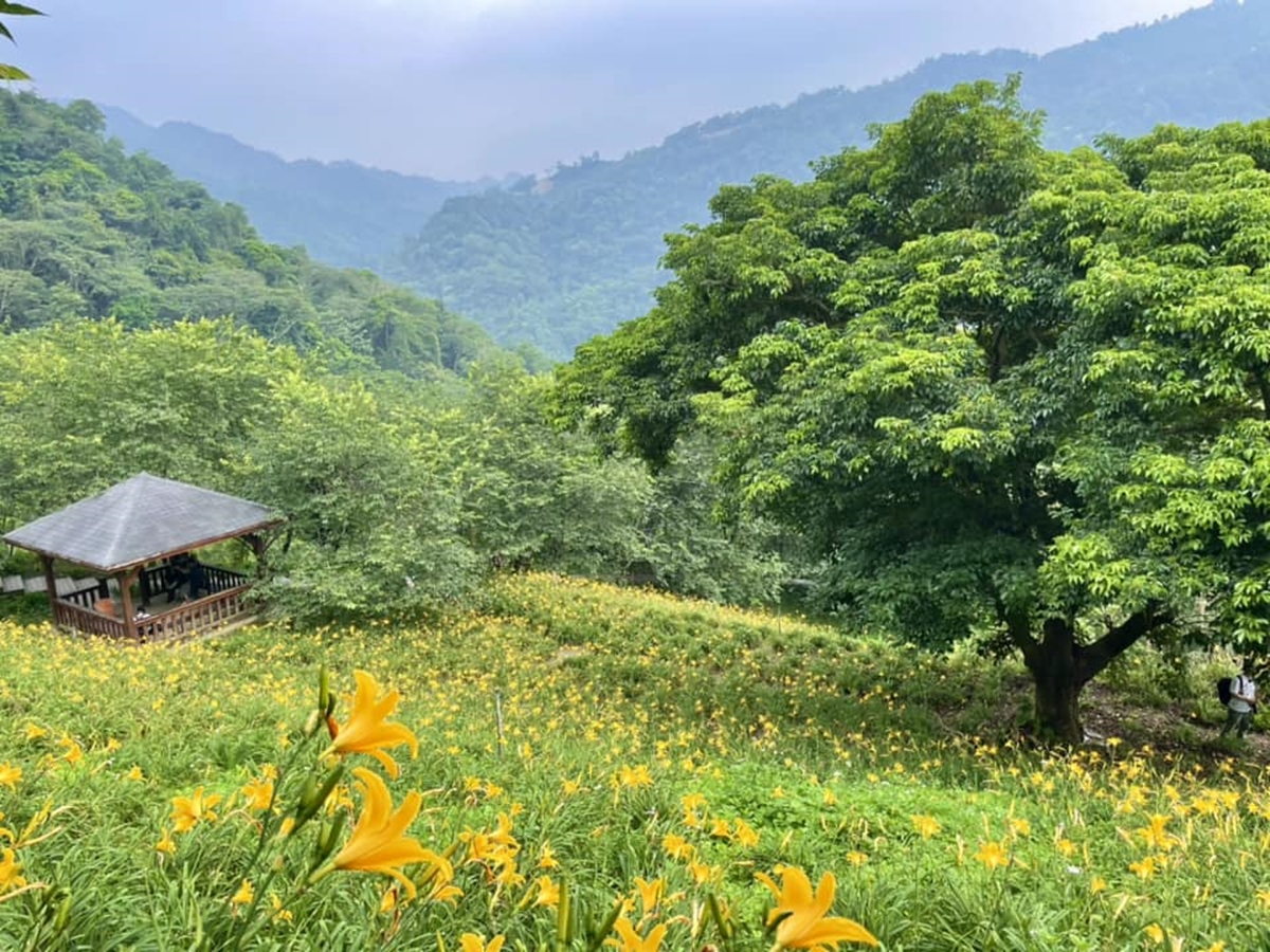 金黃花海攻占全台！５處金針花祕境：多達10萬株、北部最大、衝彰化免費拍爆