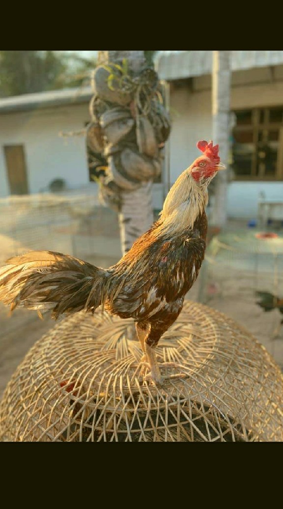 กลุ่มFCไก่ชนภูธร