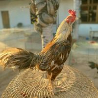 กลุ่มFCไก่ชนภูธร