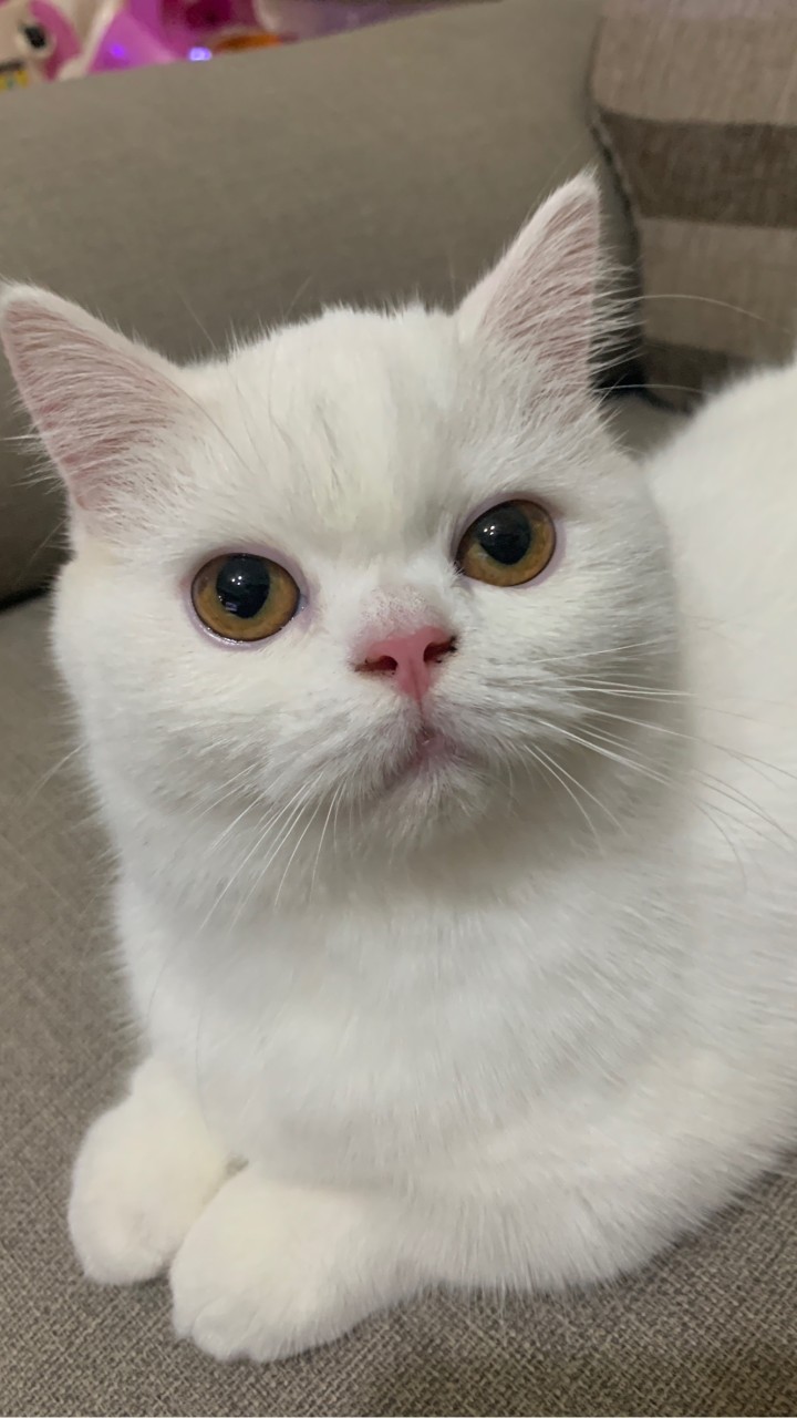 貓掌村英短貓舍