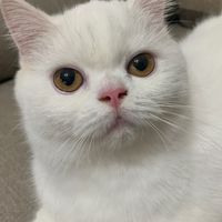 貓掌村英短貓舍