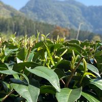 職能治療會客室